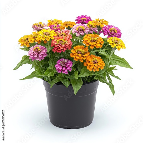 Wallpaper Mural Colorful Zinnia flowers in a black pot. Torontodigital.ca