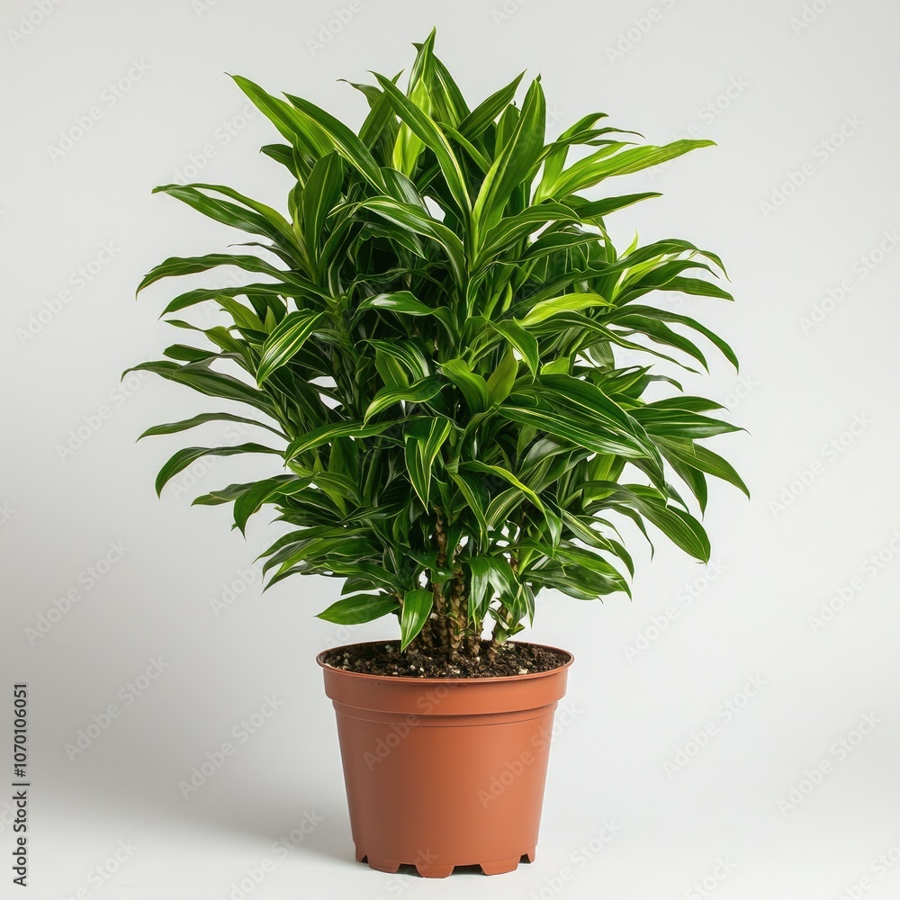 Green and yellow variegated houseplant in brown pot. Green and yellow variegated houseplant in brown pot.