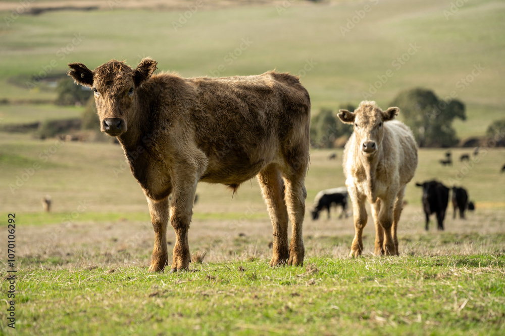 farm cows in a paddock eating grass after summer farm cows in a paddock eating grass after summer