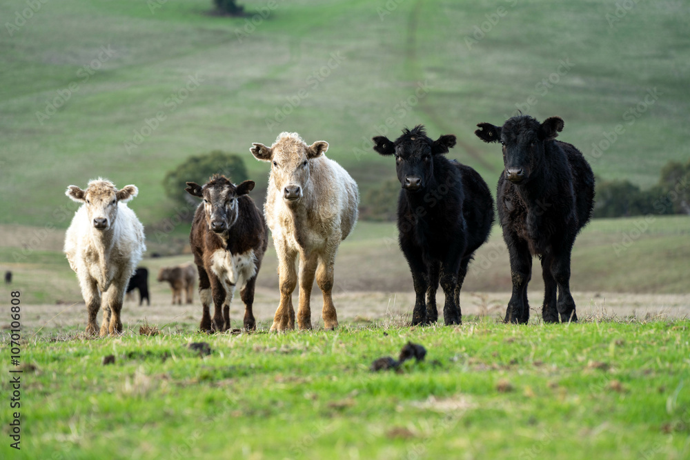 farm cows in a paddock eating grass after summer farm cows in a paddock eating grass after summer