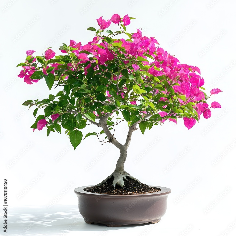 Naklejka premium Pink Bougainvillea Bonsai Tree.