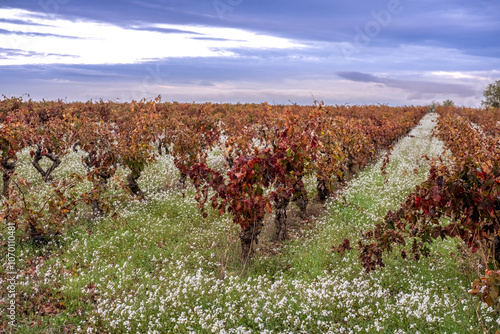 A sprawling vineyard stretches into the horizon, its grapevines adorned with autumn leaves under a cloud-filled sky, evoking tranquility and natural beauty in La Rioja Spain photo