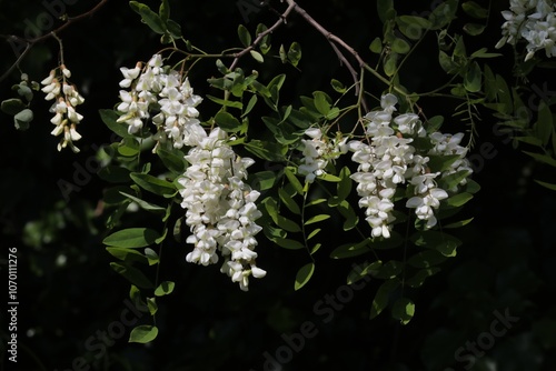 Fleurs de Robinier