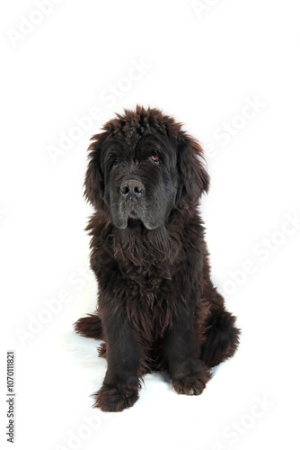 sitting old Newfoundland isolated on white 