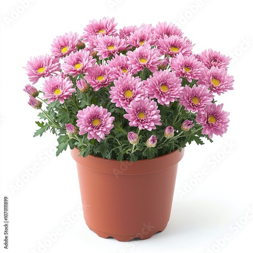 Wallpaper Mural Pink Chrysanthemums in a brown pot, isolated on a white background. Torontodigital.ca