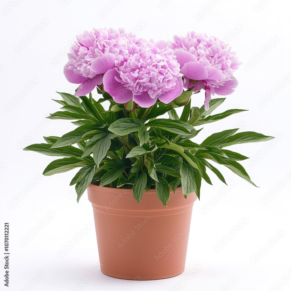 Fototapeta premium Pink Peony Plant in a Terracotta Pot.