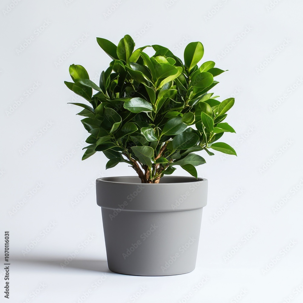 Small potted plant with green leaves in a gray pot. Small potted plant with green leaves in a gray pot.