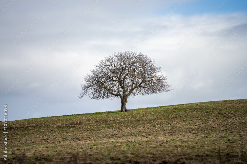 Obraz premium growing crops in a field on a grain wheat annd barley with pasture on a cow farm in spring