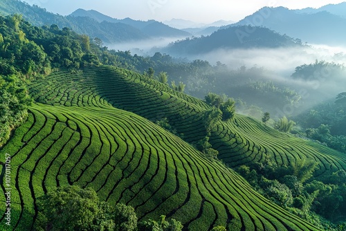 Lush terraced rice fields in misty mountain landscape