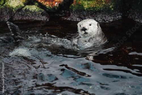 Beautiful sea otter playing in the water inside the Oceanographic aquarium in lisbon