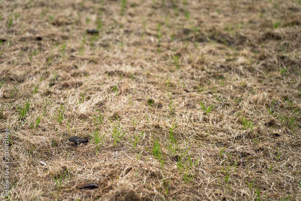 regenerative agriculture farm. growing wheat and barley crop Sustainable agriculture in Australia cropping ranch regenerative agriculture farm. growing wheat and barley crop Sustainable agriculture in Australia cropping ranch