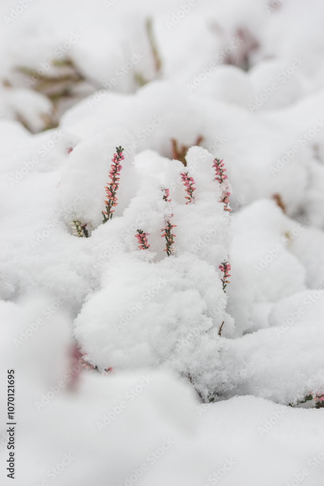 First snowfall in the garden, trees and flowers covered with snow. Heather. First snowfall in the garden, trees and flowers covered with snow. Heather.