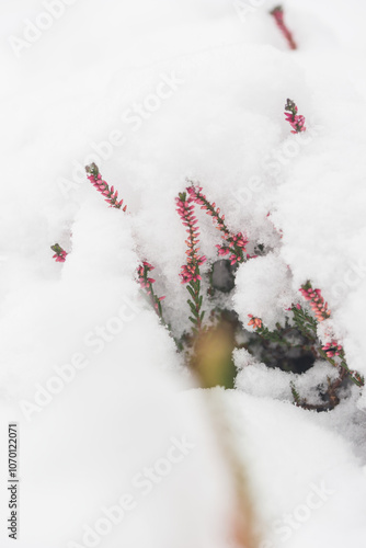 First snowfall in the garden, trees and flowers covered with snow. Heather.