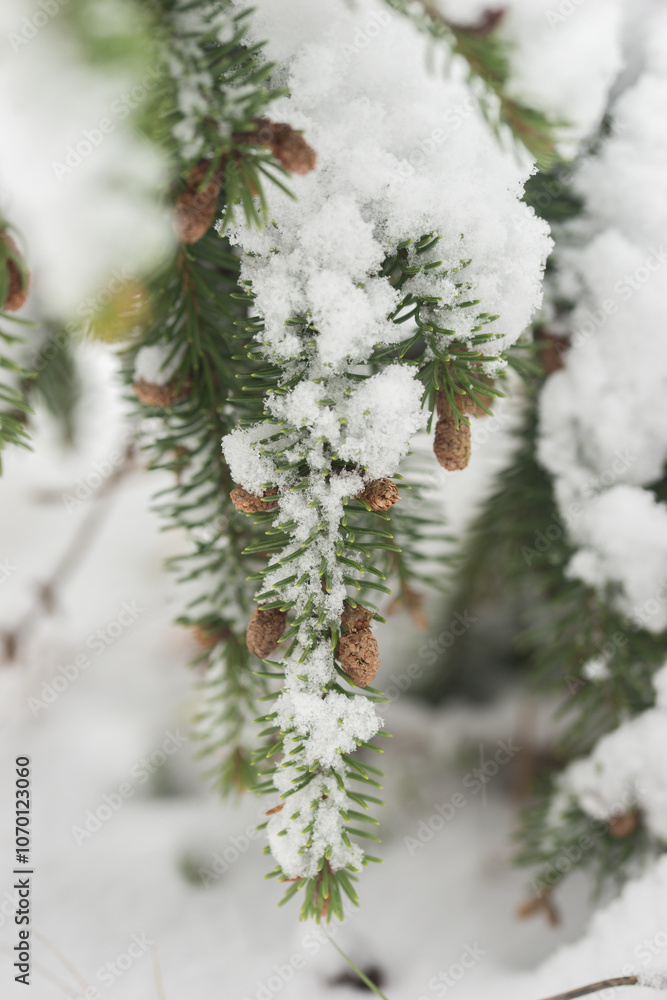 First snowfall in the garden, trees and flowers covered with snow. Pine needles. First snowfall in the garden, trees and flowers covered with snow. Pine needles.