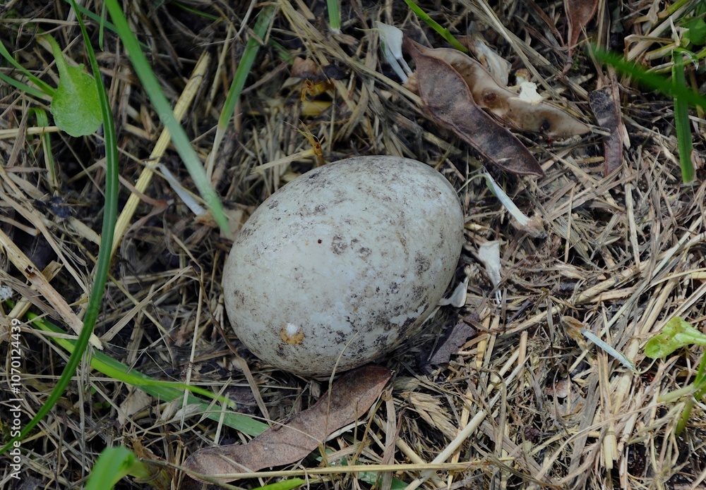 Wild bird egg on the grass. Wild bird egg on the grass.