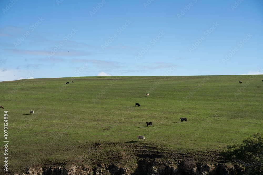 regenerative agriculture farm. growing wheat and barley crop Sustainable agriculture in Australia cropping ranch regenerative agriculture farm. growing wheat and barley crop Sustainable agriculture in Australia cropping ranch