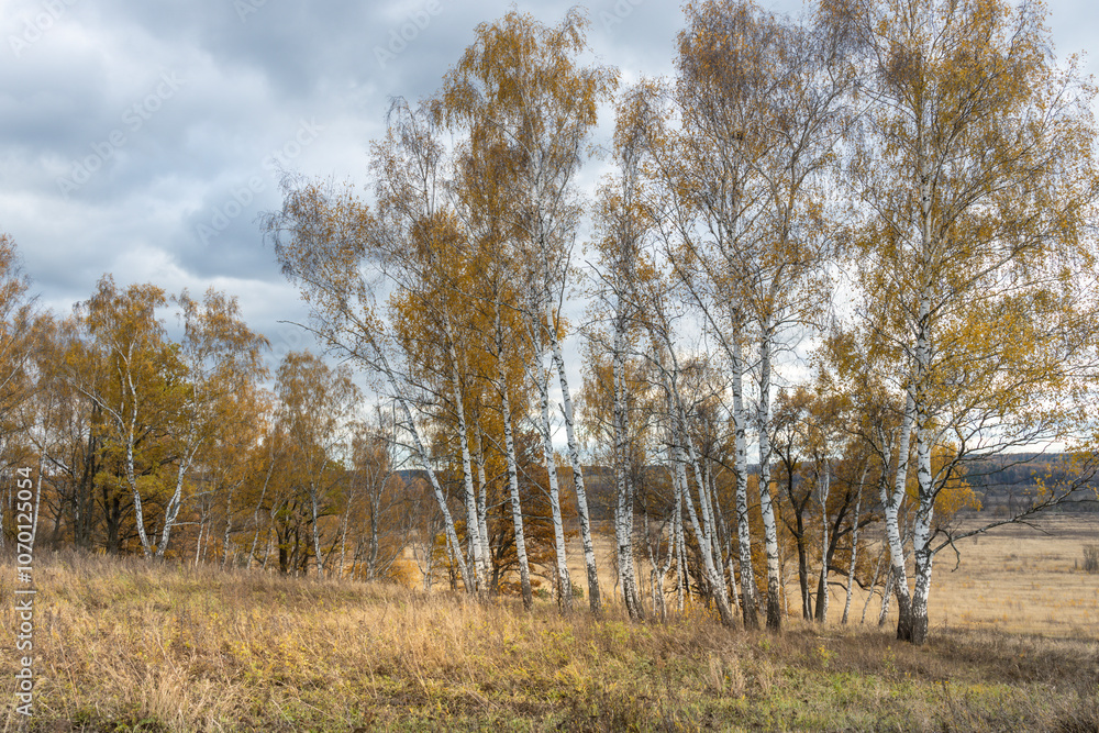 A field of trees with a cloudy sky in the background A field of trees with a cloudy sky in the background