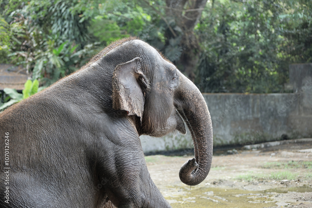 Fototapeta premium close up of elephant in outdoor enclosure at the zoo