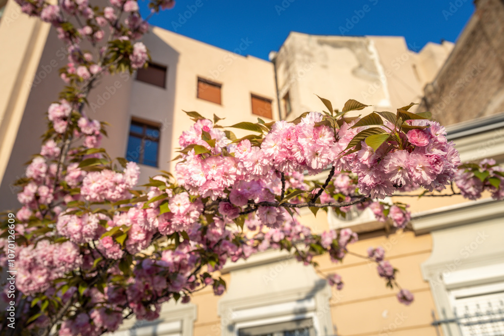 Pink flowers on a tree branch in front of a building Pink flowers on a tree branch in front of a building