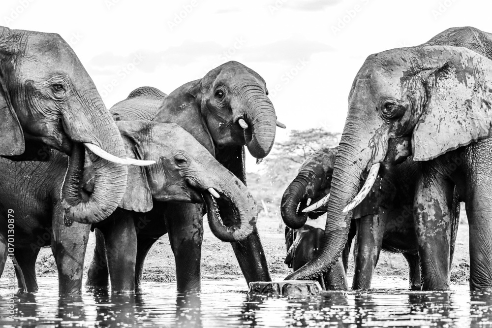 Fototapeta premium Herd of elephants drinking around a waterhole in Africa
