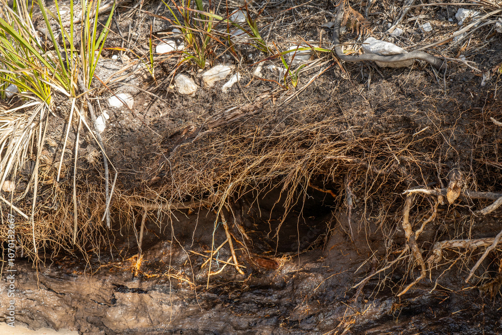 soil profile of land with soil layers of dirt, roots, organic matter, and plants soil profile of land with soil layers of dirt, roots, organic matter, and plants