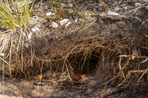 soil profile of land with soil layers of dirt, roots, organic matter, and plants