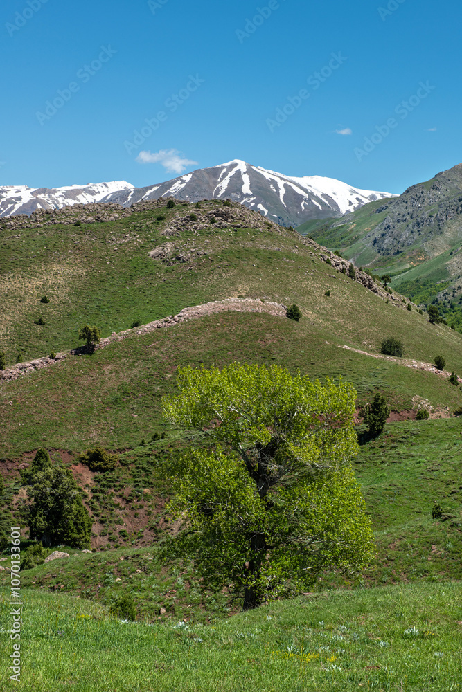 Naklejka premium Green plains, snowy mountains. Blue sky and snowy mountains. Snowy mountains of Tunceli. Pülümür Valley, Buyer Mountain, Sarıgül Plateau, Buyer Waterfall.Munzur, Tunceli, Türkiye. 