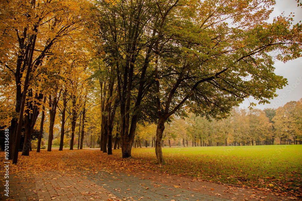 Naklejka premium Yellow trees in autumn park on a cloudy day