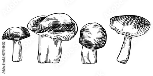 Sketch style mushroom. Mushrooms hand drawn set. Vector ink illustration.