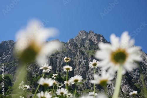 Daisies with mountains under a blue sky. National Park Prokletije, Montenegro photo