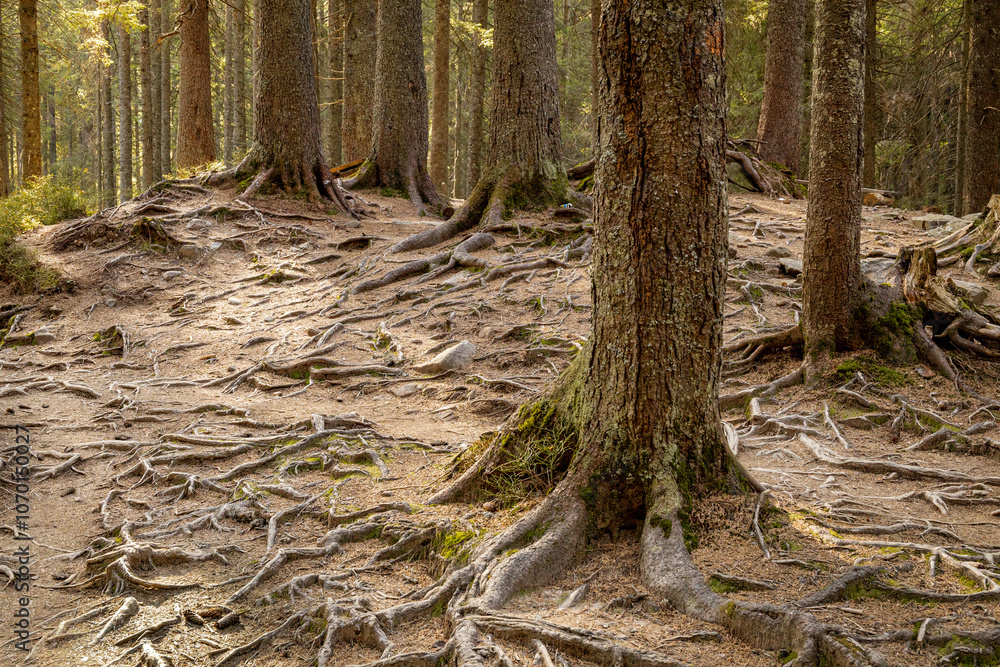 Tree roots on a hiking trail in the park. Tree roots on a hiking trail in the park.