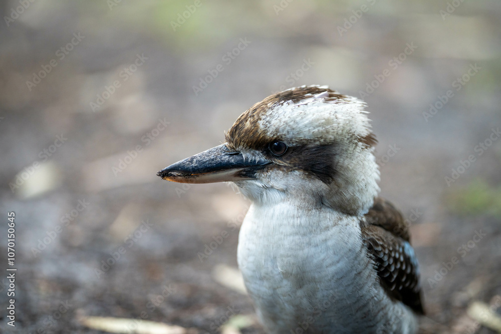 kookaburra bird native australian in a gum tree in a national park in sydney kookaburra bird native australian in a gum tree in a national park in sydney
