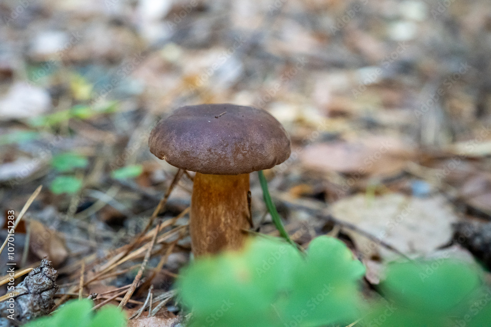 Shaggy Ink Cap Mushroom Growing on Forest Floor in Autumn Shaggy Ink Cap Mushroom Growing on Forest Floor in Autumn