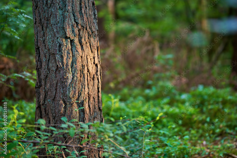Nature, mountain and trunk of tree in forest for environment, ecosystem and ecology. Natural background, wallpaper and plants in woods for terrain, growth and foliage conservation in countryside Nature, mountain and trunk of tree in forest for environment, ecosystem and ecology. Natural background, wallpaper and plants in woods for terrain, growth and foliage conservation in countryside