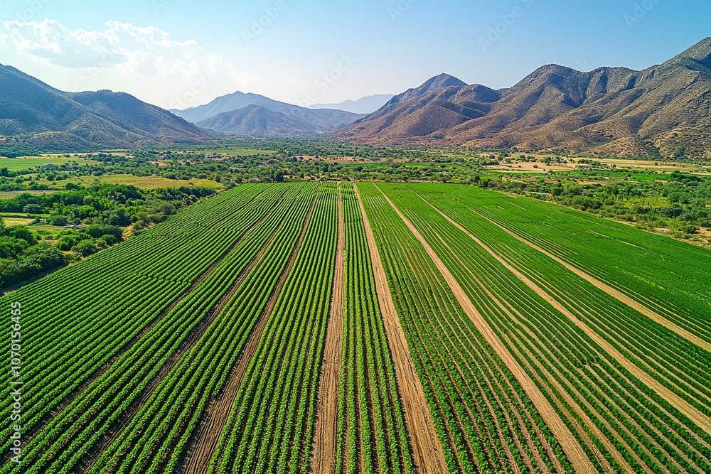 Obraz premium Aerial view of lush vineyard with mountainous backdrop under clear skies