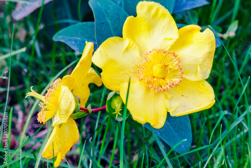 Autumn flower by the road