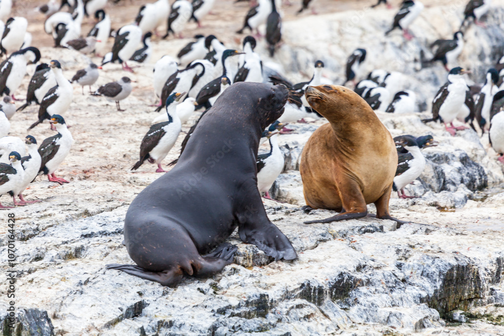 Unspoilt, wild nature in Patagonia in the Beagle Channel.