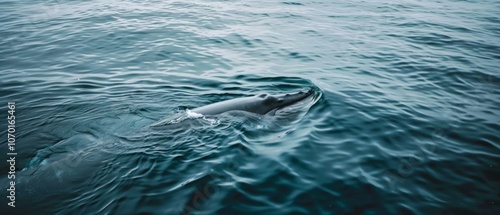 A whale breaches the ocean surface, capturing the essence of gentle majesty and oceanic tranquility beneath the bright, open sky. photo