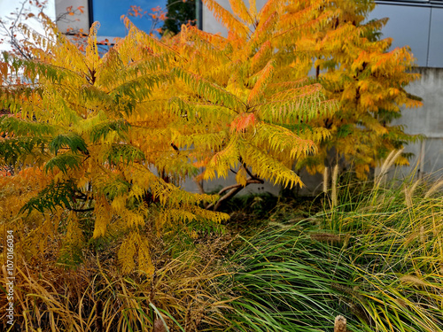 deeply cut, bright grass green with pinkish-purple new twigs and stalks. In the autumn they turn to orange-gold. Due to its unique shape and form it is ideal as a palm tree substitute photo