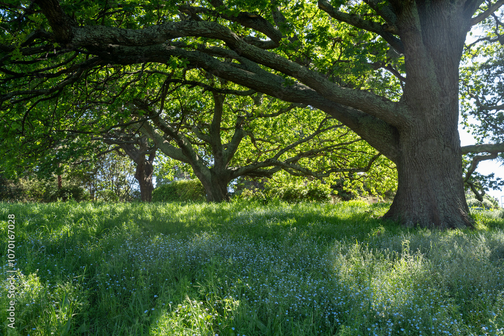 trees in a meadow on a farm in a country estate on a farm trees in a meadow on a farm in a country estate on a farm