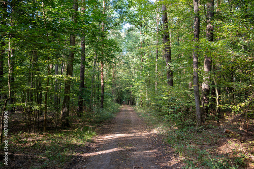 Tranquil Forest Pathway in Late Summer