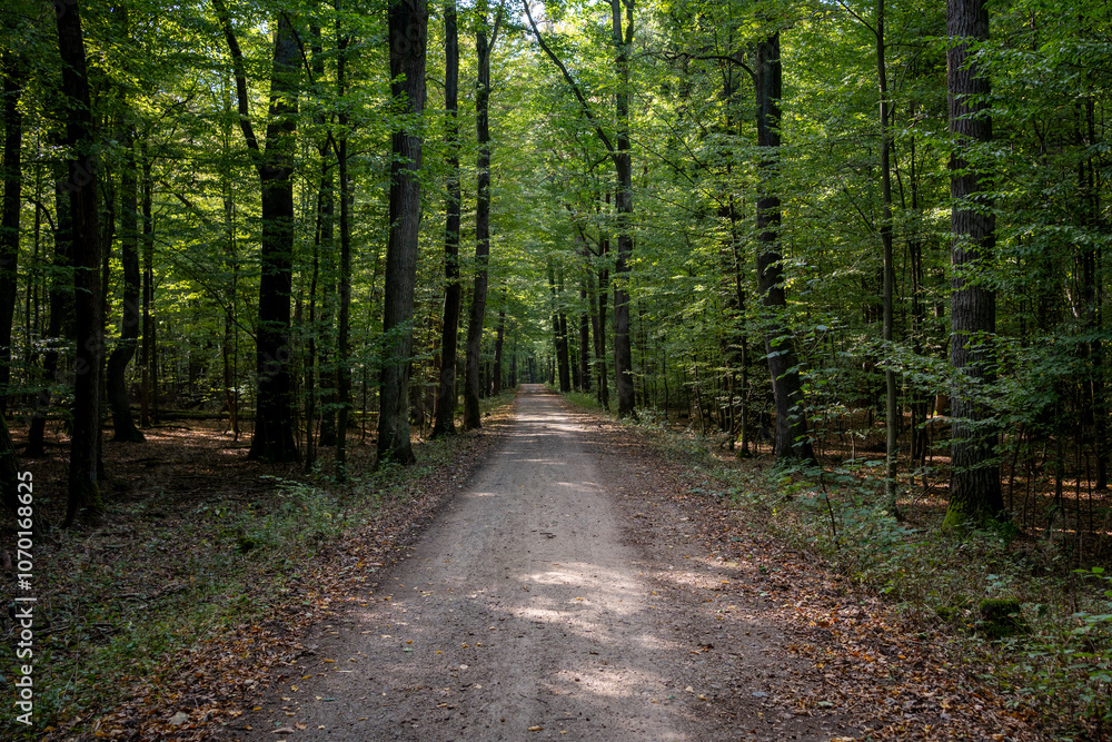 Tranquil Forest Pathway in Late Summer Tranquil Forest Pathway in Late Summer