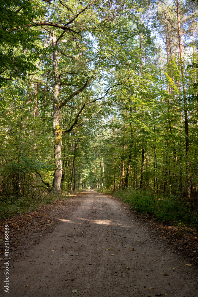 Tranquil Forest Pathway in Late Summer Tranquil Forest Pathway in Late Summer