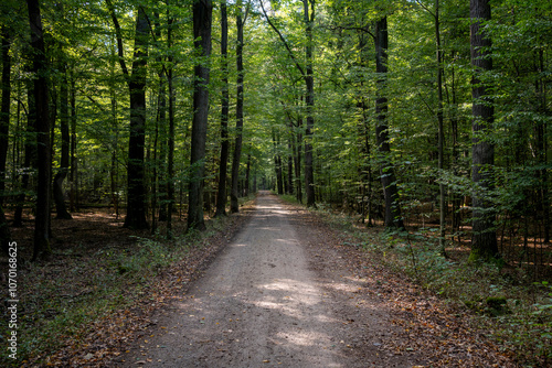 Tranquil Forest Pathway in Late Summer