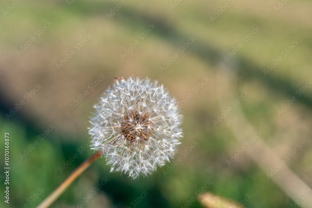 Dandelion Seed Head Close-Up in Springtime Field Dandelion Seed Head Close-Up in Springtime Field