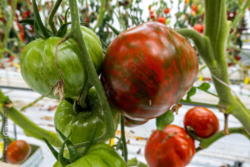 Varieties of tomatoes used as a gene pool for plant breeding purposes in Dutch horticulture photo