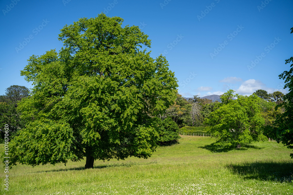 trees in a meadow on a farm in a country estate on a farm trees in a meadow on a farm in a country estate on a farm