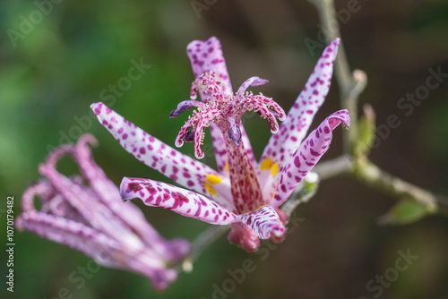 ホトトギス（杜鵑草）の花 photo