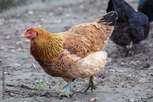 Chickens roam around the farmyard.