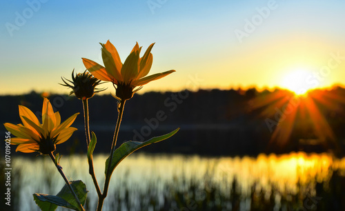 A yellow flower and sunset over a lake